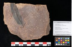 Foto (Objekt + Etikett) von Quercus palaeoilex Ettingshausen (NHMW-GEO-2024-0188-0773)